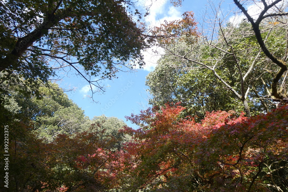 Autumn Leaves Japan