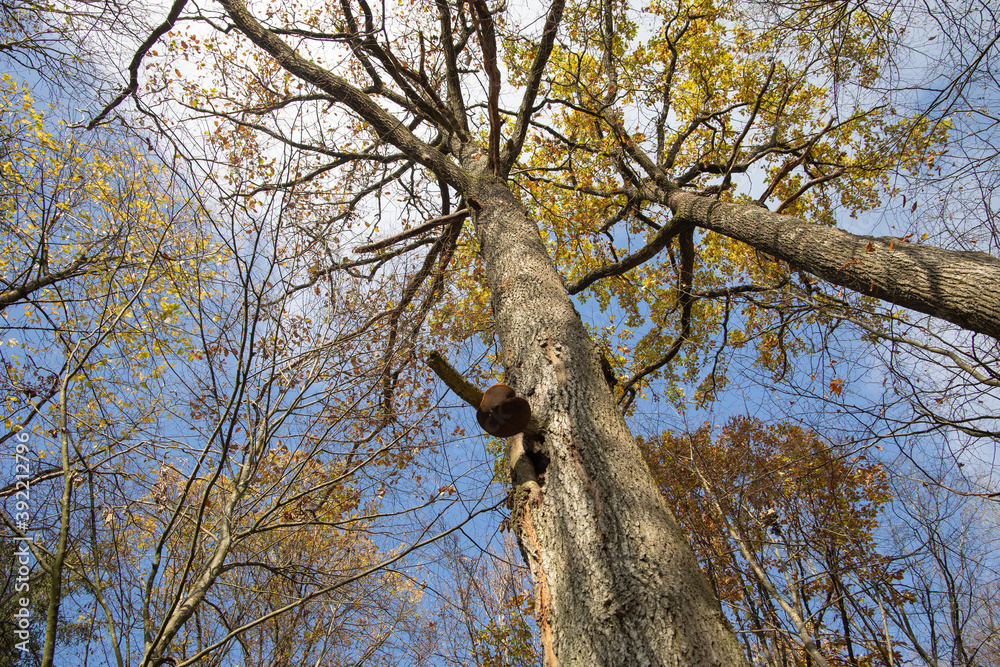 Fototapeta premium Polypore mushrooms grow in the forest high in the trees