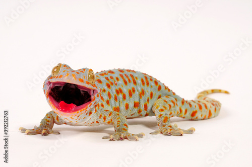 Tokay gecko / Tokeh, Tokee (Gekko gecko)  photo