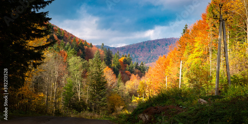 Panorama od autumn carpathian forest with gold and red foliage