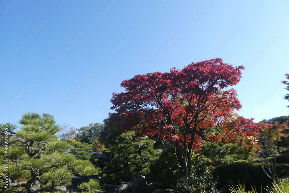 Autumn Leaves Japan Autumn Leaves Japan