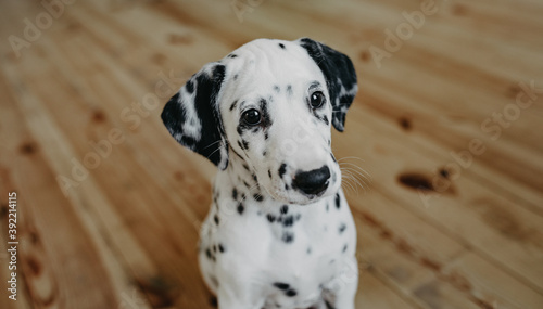 Dalmatian puppy sits on wooden floor in room.