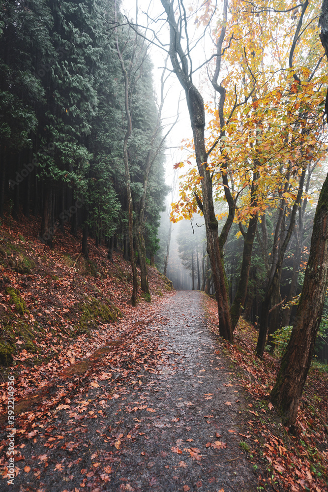 Obraz premium road in the mountain in autumn season, autumn leaves and autumn colors. Bilbao, Spain