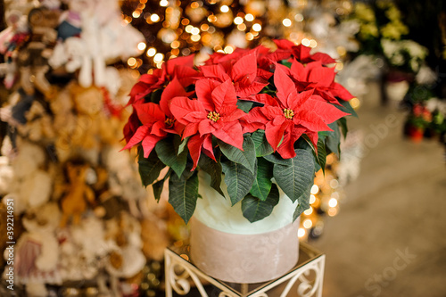 close-up of beautiful poinsettia flower with bright green and red leaves photo