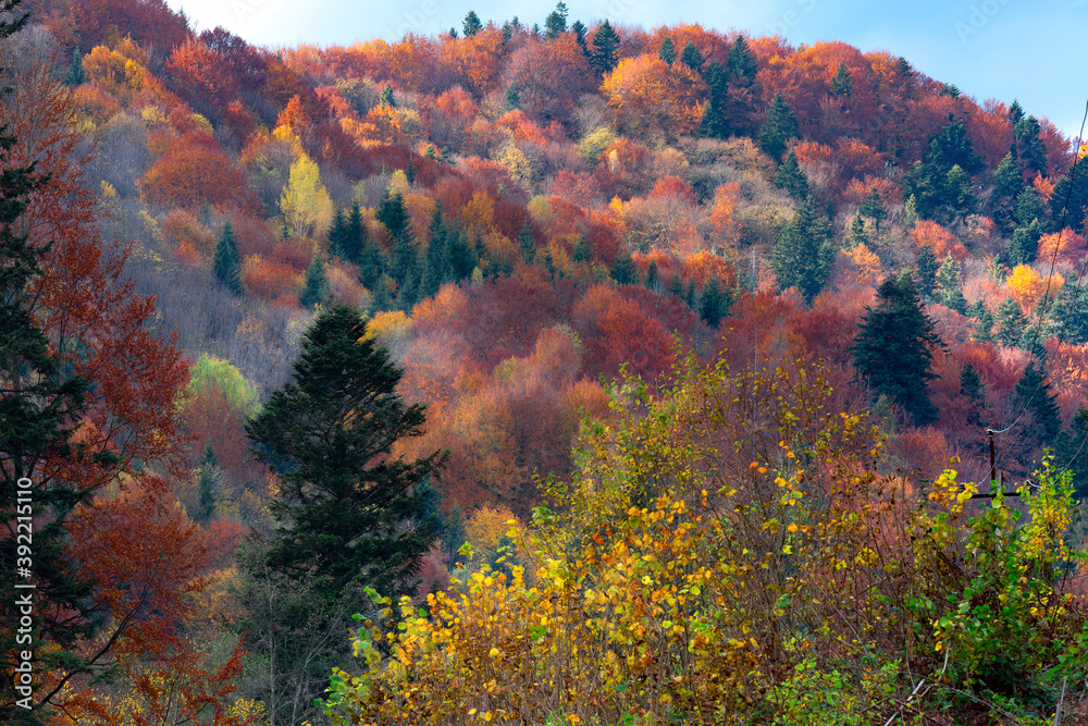 Background of autumn carpathian forest with gold and red foliage and sunny rays