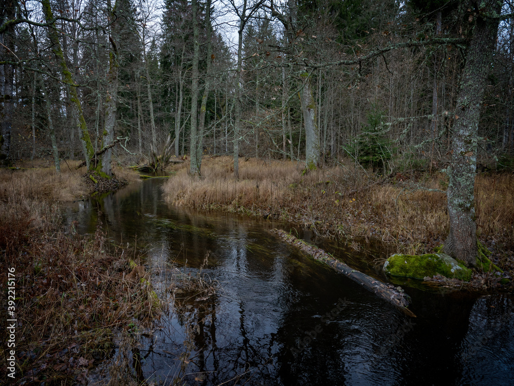 Flowing creek in forest landscape Flowing creek in forest landscape