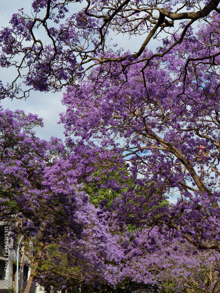 Blooming purple jacaranda in Sydney, Australia. Blooming purple jacaranda in Sydney, Australia.