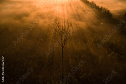 Silhouette of lonely tree against golden fog and sun rays