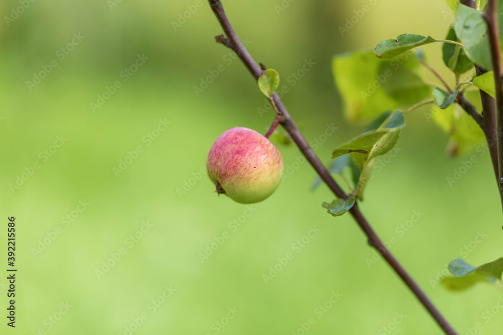 Apple tree. Agriculture, leaf with soft focus and blurred background Apple tree. Agriculture, leaf with soft focus and blurred background
