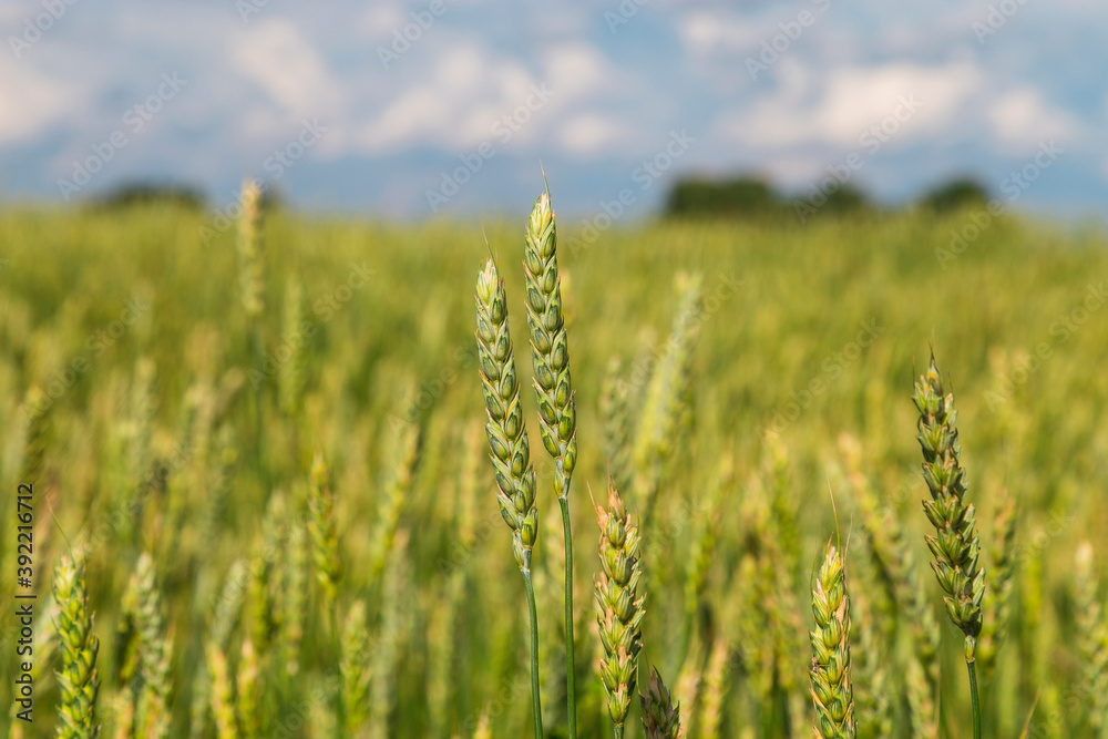 ears of wheat