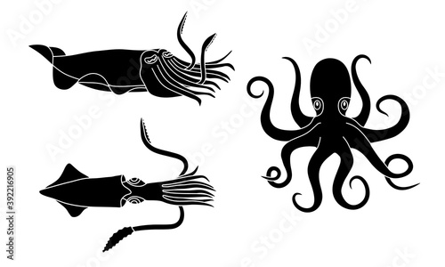 Seiche, calamar et pieuvre, 3 dessin en silhouettes noires d’animaux marins avec des tentacules.