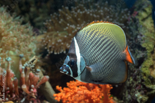 Fototapeta Naklejka Na Ścianę i Meble -   Red-tailed butterflyfish (Chaetodon collare) floating in the water, marine life in a shallow coral reef
