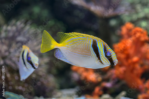 Yellow marine fishes floating in the water, marine life in a shallow coral reef