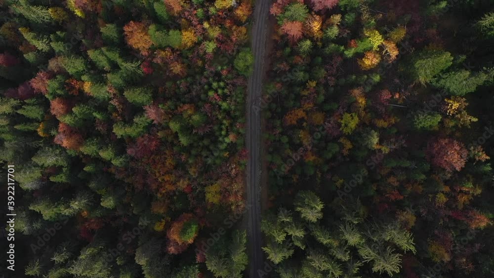 2.7k Vidéo Drone - Vue aérienne d'une forêt de sapins dans les Alpes 