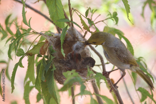 White-plumed Honeyeater looking after her chick in the nest, Western Australia photo