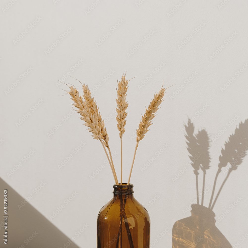 Rye / wheat ear stalks in stylish bottle. Warm shadows on the wall. Silhouette in sun light. Minimal home interior decoration concept
