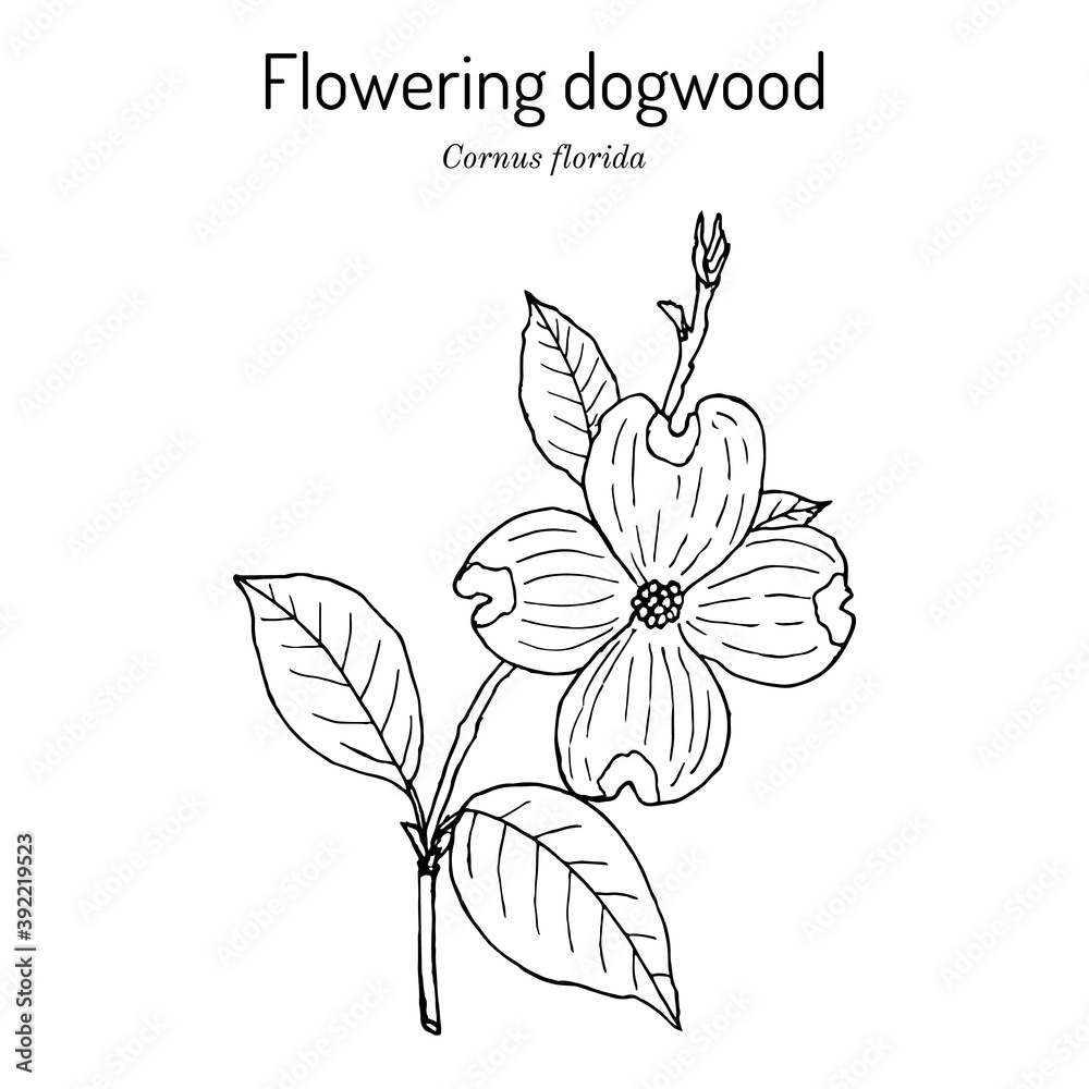 Flowering dogwood Cornus florida , state flower of North Carolina