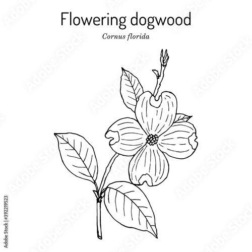 Flowering dogwood Cornus florida , state flower of North Carolina