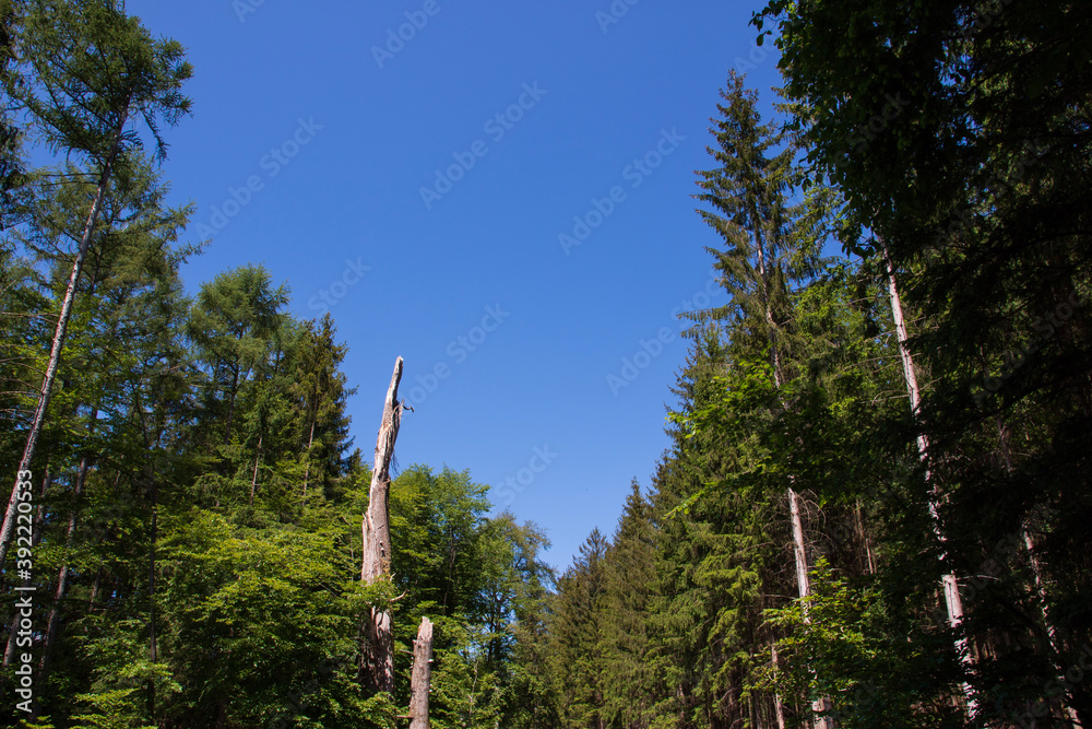 Fototapeta premium trees and sky