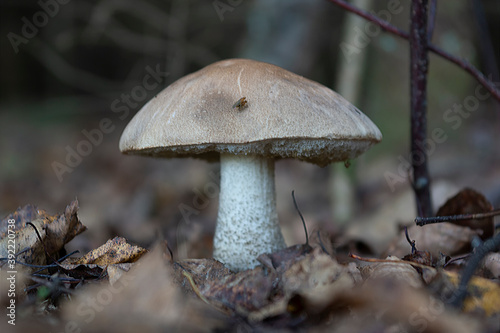 Obraz na płótnie Mushroom in the forest. Boletus, edible mushroom. w salonie