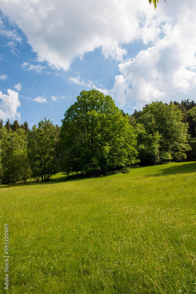 grass and sky grass and sky