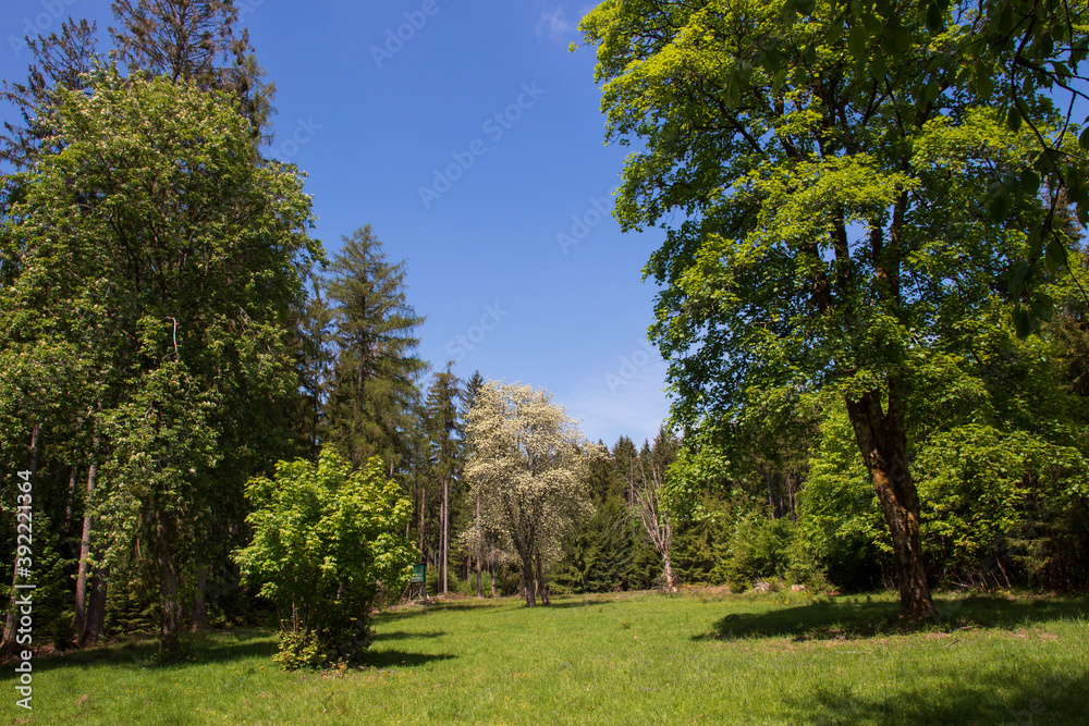 Fototapeta premium trees in the park