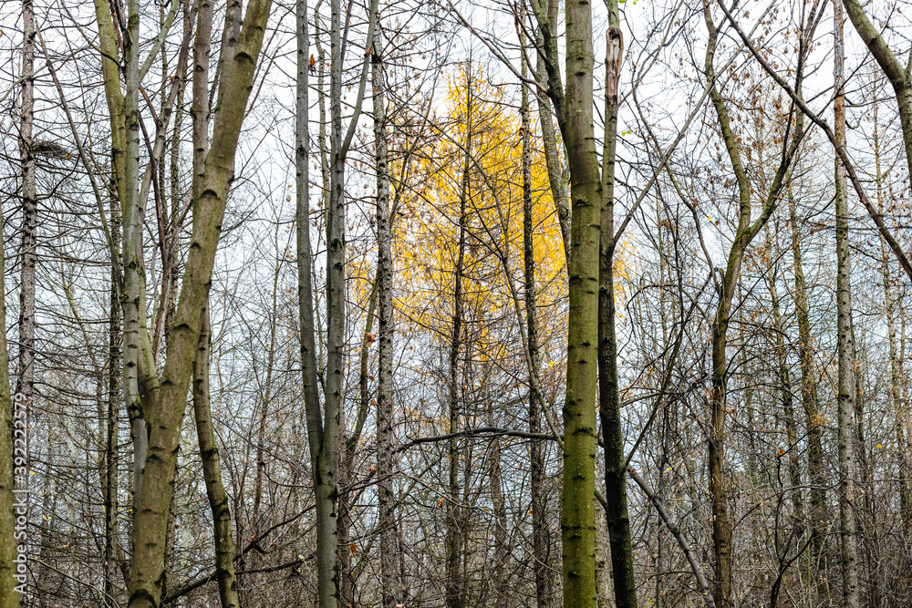 view of yellow foliage larch tree between bare tree trunks in forest of city park on autumn day view of yellow foliage larch tree between bare tree trunks in forest of city park on autumn day