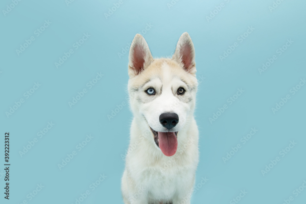 Portrait siberian husky puppy dog sticking out tongue. Isolated on blue background.