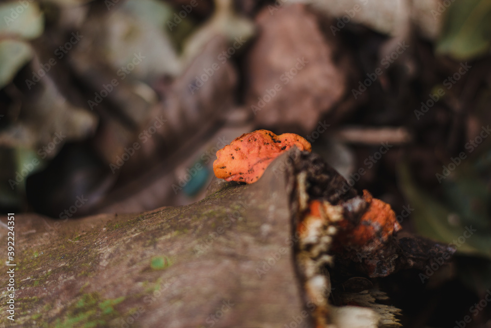 Obraz premium Pycnoporus sanguineus fungus on wood