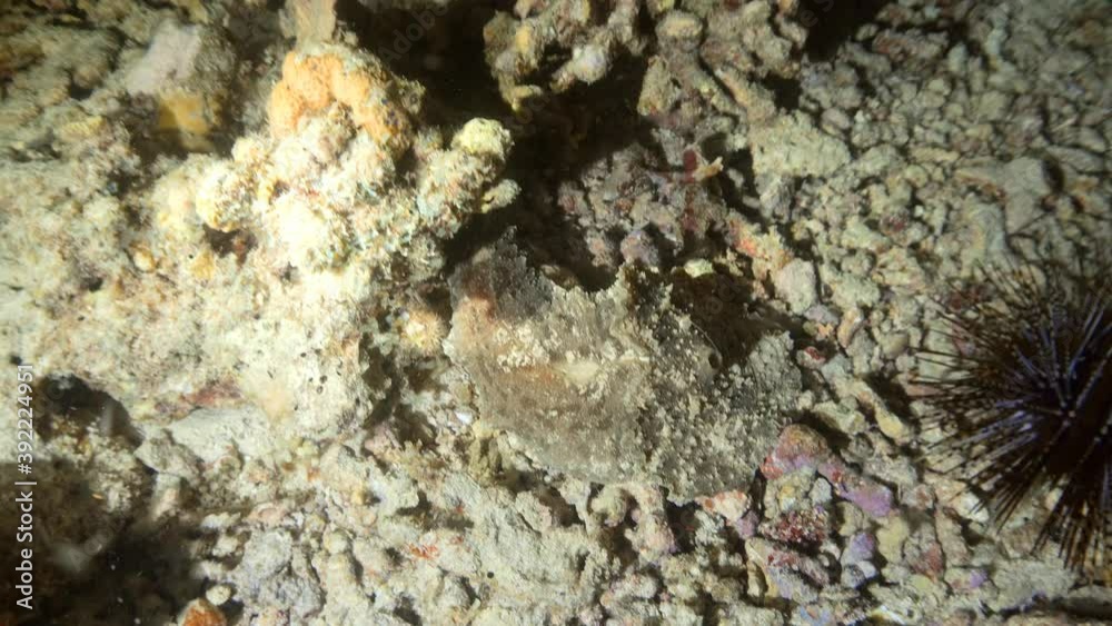 Pleurobranchus on the reef at night Pleurobranchus on the reef at night