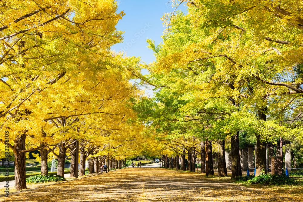 紅葉のイチョウ並木