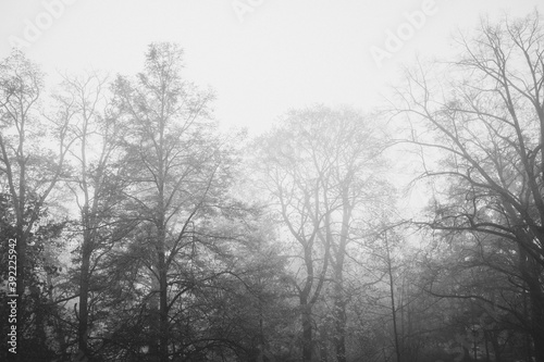 trees in fog in cold November