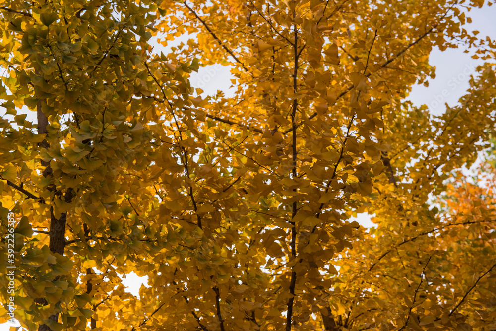 Beautiful and colorful collection of Ginkgo leaves in autumn Beautiful and colorful collection of Ginkgo leaves in autumn