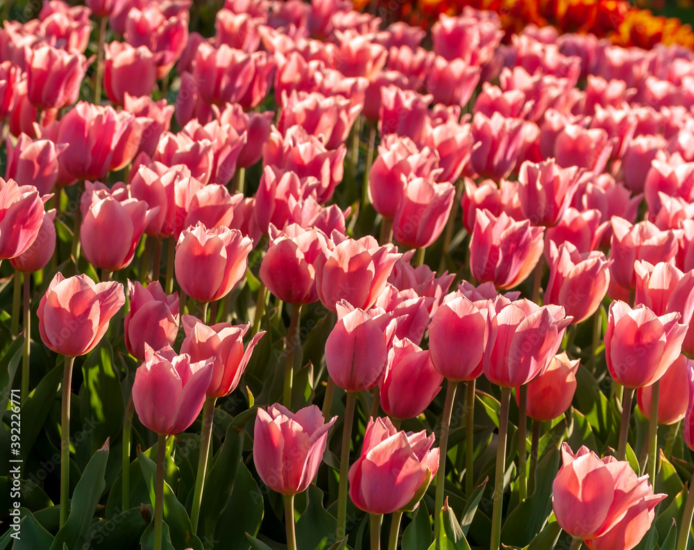 Fototapeta premium Tulip season. Harvest Mix tulips flowers.