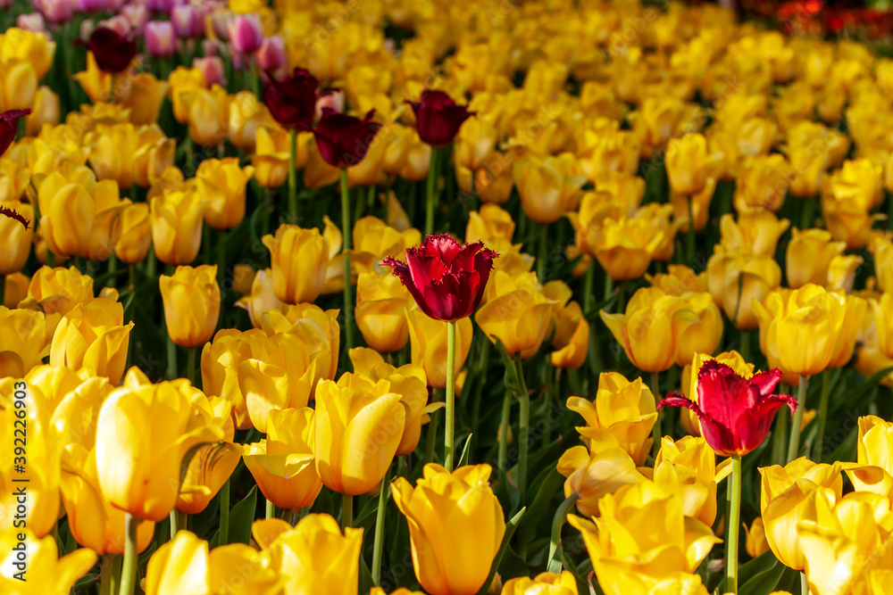 Tulip yellow Bulbs Dutch flowers parade Tulip yellow Bulbs Dutch flowers parade