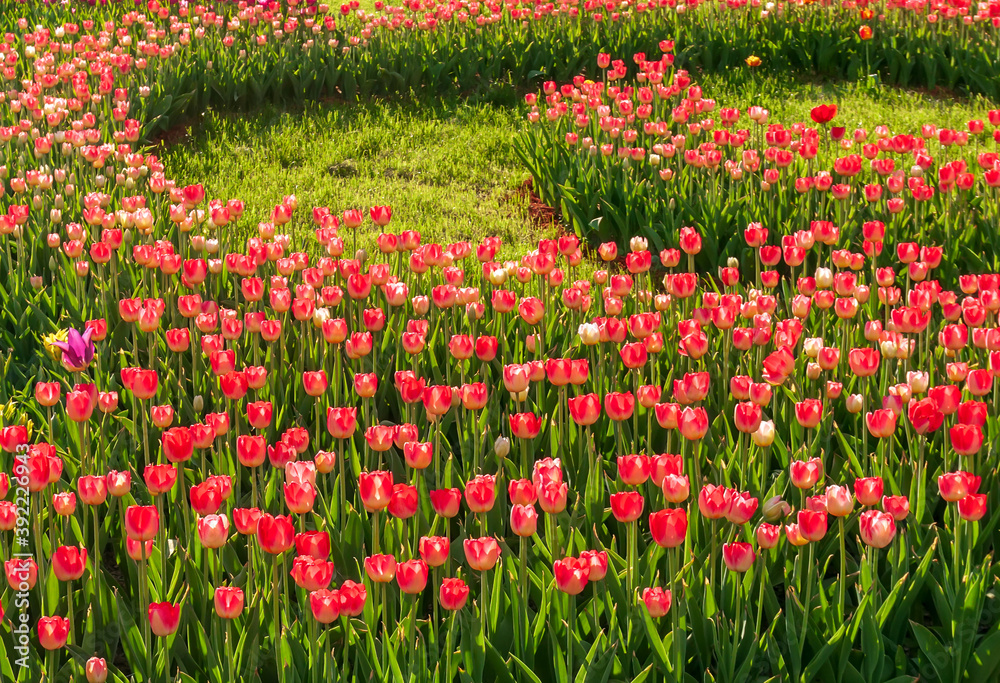 Spring tulip. Field of beautiful tulips. Multi colored tulips.