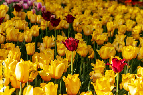 Tulip yellow Bulbs Dutch flowers parade