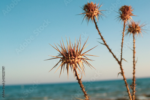 A closeup of dry thistles in Ayia Napa coast in Cyprus  wild artichoke  blue sky and sea blurred background