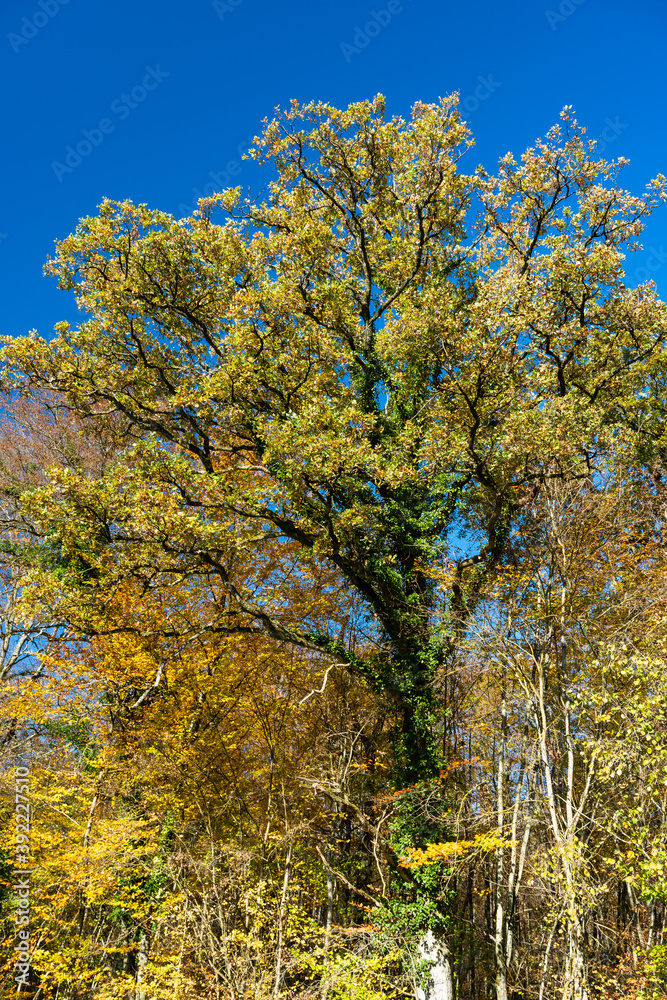 Eichen in Herbstfärbung