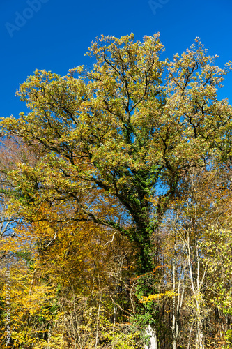 Eichen in Herbstfärbung