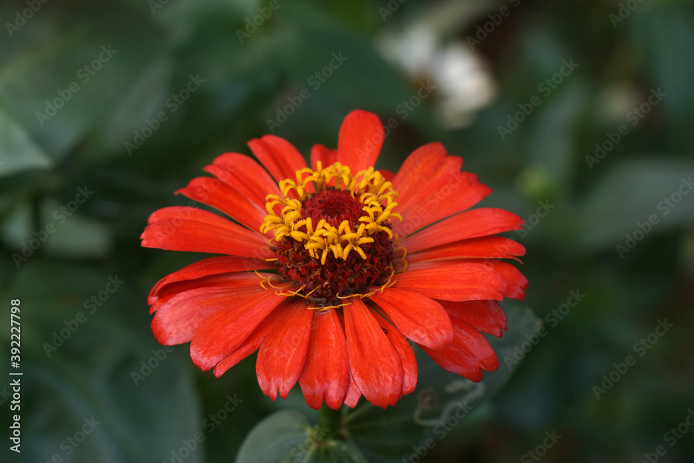 Red Zinnia Flowers in Garden , Floral backdrops in the garden Red Zinnia Flowers in Garden , Floral backdrops in the garden