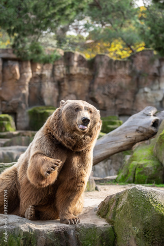 Brown bear (Ursus arctos) in captivity raising its paw to ask for food to be thrown at it