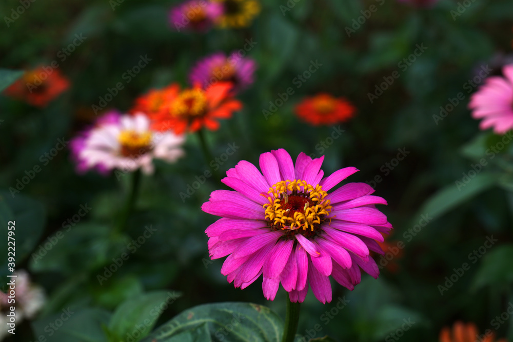 Obraz premium Pink Bloom Zinnia Flowers in Garden at The Imperial City Hue Vietnam , Floral backdrops in the garden