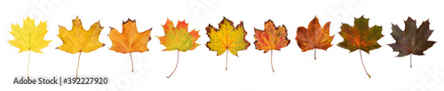 Set of autumn leaves on white background. Banner design