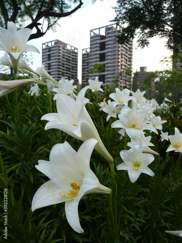 Closeup shot of Longflower Lily Easter Lily photo