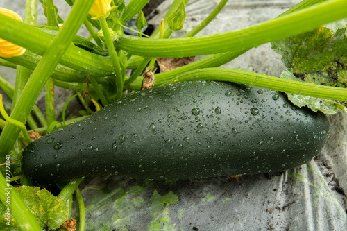 Naklejka cukinia, courgette