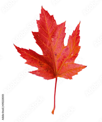 Beautiful red maple leaf isolated on white. Autumn season