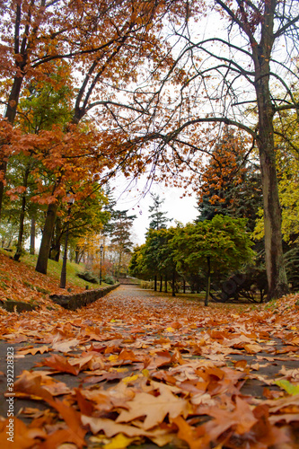 Autumn park with path, with yellow leaves