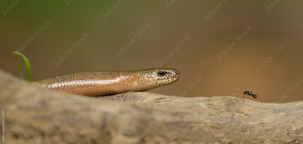 Legless lizards, slow worm, deaf adder, blindworm, long-cripple, common slowworm (Anguis fragilis) and ant face to face Legless lizards, slow worm, deaf adder, blindworm, long-cripple, common slowworm (Anguis fragilis) and ant face to face