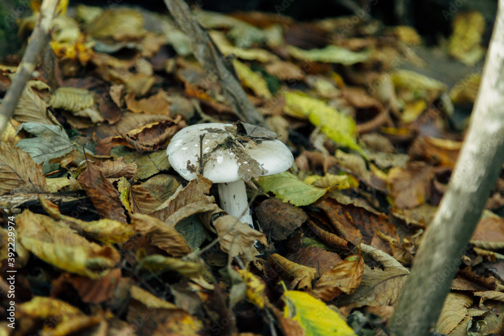 Mushroom harvest in the large Forest. Mushroom in the leafs Mushroom harvest in the large Forest. Mushroom in the leafs